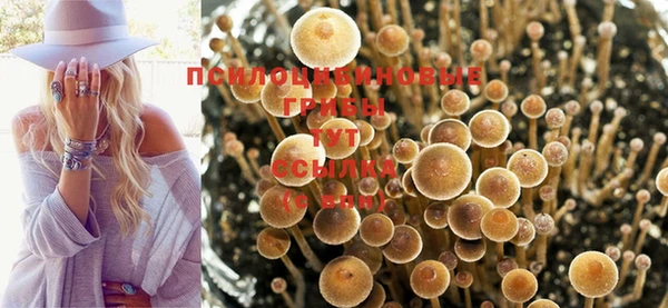 ешки Аркадак